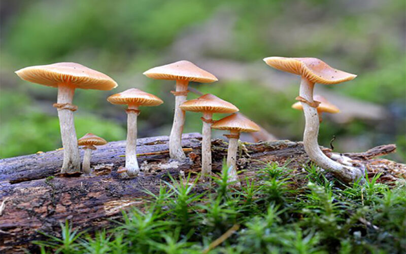 जंगली च्याउ खादा विरामी