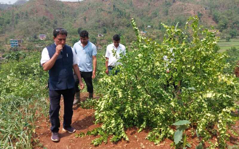 हावाहुरीले कागती खेती नष्ट